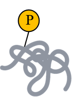 PTM - Phosphorylation