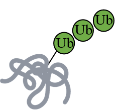 PTM - Ubiquitination