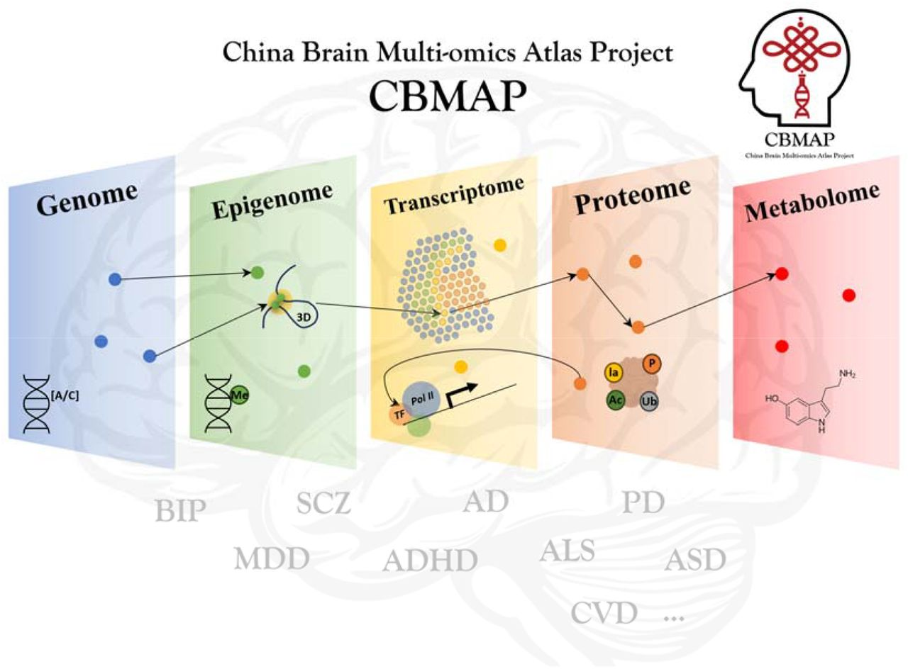 CBMAP Collaboration Map